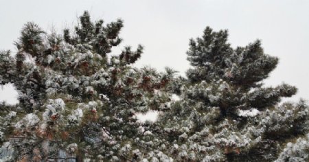 冬天松树枝叶上的雪