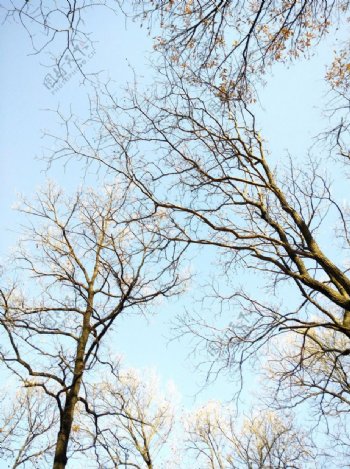 麻栎树