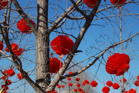 中国新年红灯笼