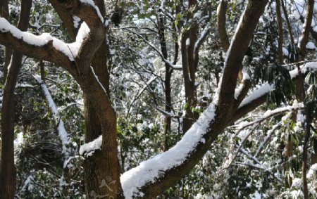 雪美人与树