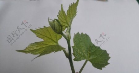 葡萄砧木贝达新生叶片