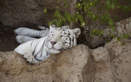 躺着睡觉的白虎