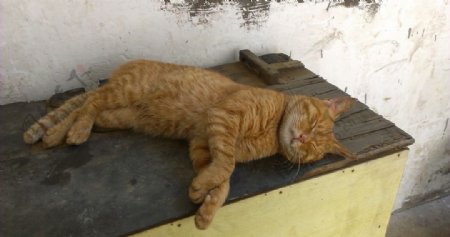 睡觉的橘猫