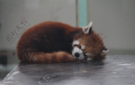 小熊猫睡觉