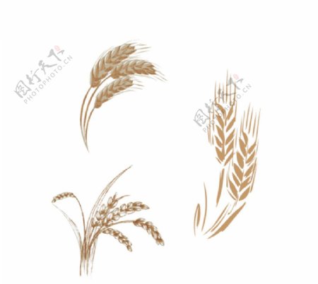 小麦矢量图