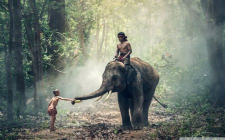 大象与小孩