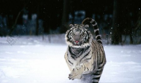 奔跑的老虎
