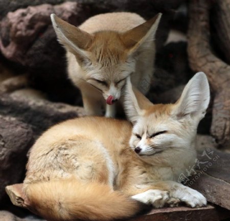 银狐狐狐狸动物食肉动物