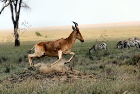 奔跑的羚羊