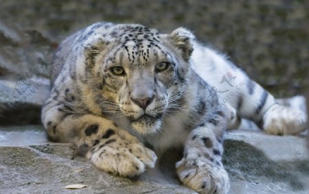 雪豹动物
