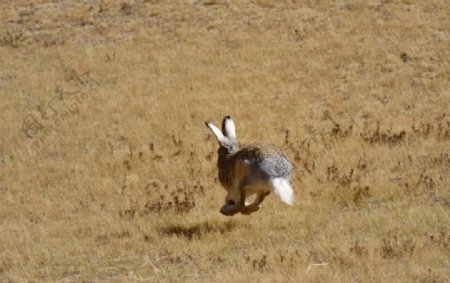 奔跑的野兔