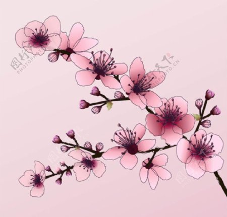 粉色春季樱花桃花