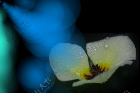 花卉光斑动态背景视频