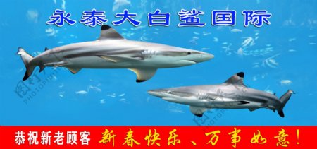 大白鲨新春广告