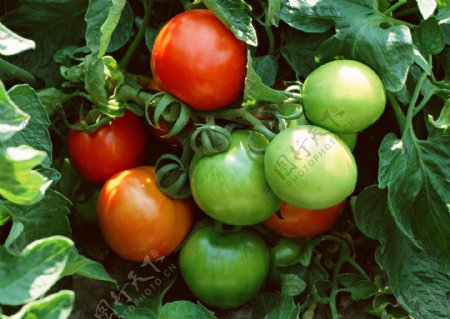 未成熟的番茄图片