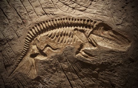 恐龙骨骼化石图片