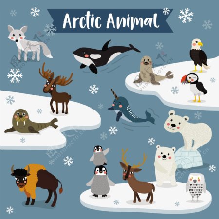 北极的动物卡通形象矢量素材