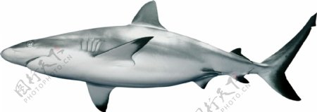 银灰色的鲨鱼免抠png透明图层素材