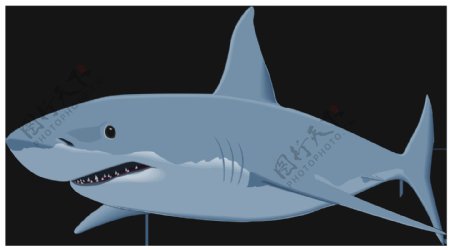 浅蓝色鲨鱼免抠png透明图层素材