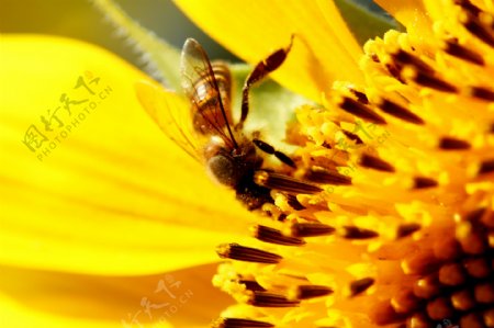 葵花上的蜜蜂图片