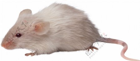 白色小老鼠免抠png透明图层素材