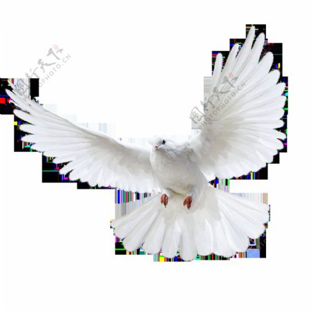 白色飞翔的和平鸽子免抠png透明图层素材