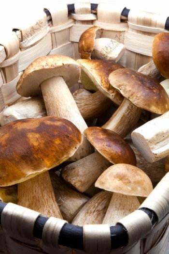 篮筐里的蘑菇图片