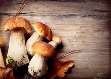 木板上的蘑菇图片