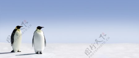 雪地上的企鹅图片