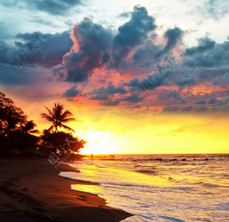 海边日出和椰子树图片