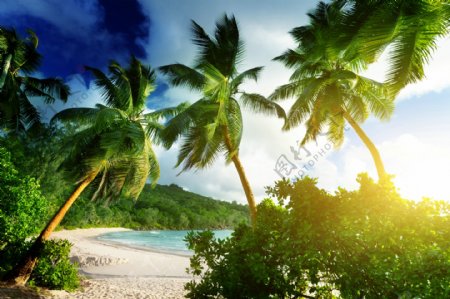 蓝天白云下的椰树景色图片