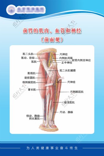 医疗展板前臂的肌肉血管和神经展板