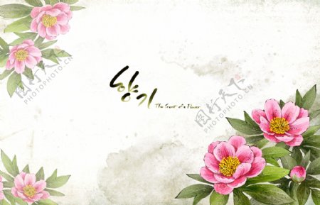 温馨粉色韩国花朵背景