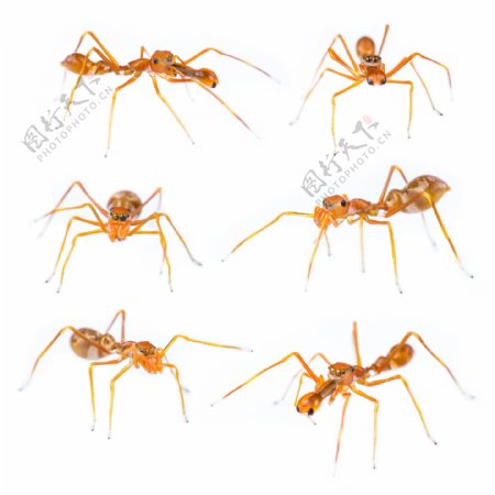 蚂蚁摄影图片