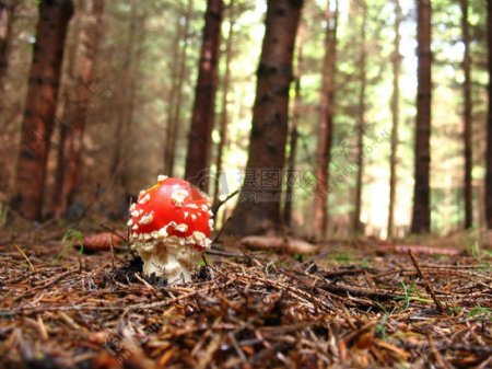 树林间生长的蘑菇