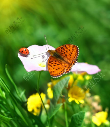 美丽蝴蝶与鲜花图片