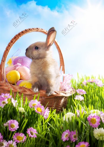 篮子时里的兔子和彩蛋图片