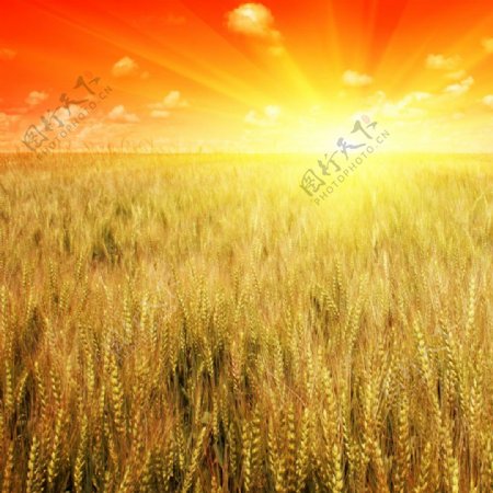 阳光下金色的麦田图片
