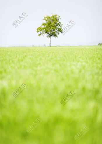 草地绿树特写图片图片