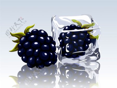 冰冻的黑莓图片