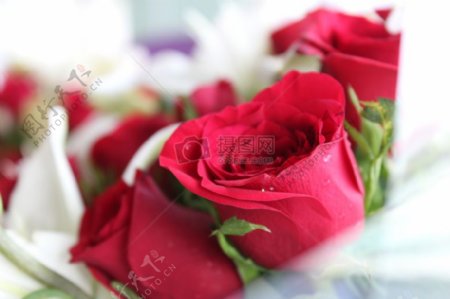 爱情浪漫鲜花花束玫瑰浪漫红色玫瑰