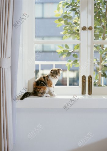 窗户上的小花猫图片