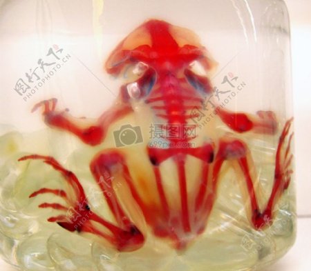 透明器皿里的青蛙标本