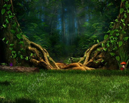 梦幻树林风景图片