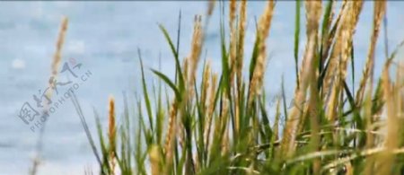 海边海风麦田小麦风中起舞实拍高清视频素材