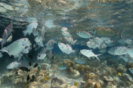 美丽海底世界鱼类高清大图图片