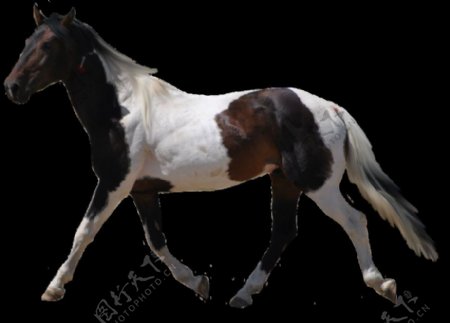 黑白色的马免抠png透明图层素材