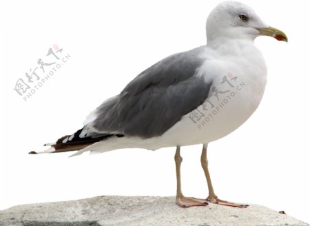 灰色翅膀海鸥免抠png透明图层素材