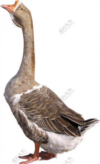 褐色羽毛的鹅免抠png透明图层素