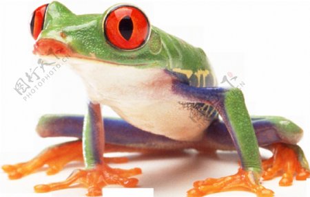 绿色皮肤彩色青蛙免抠png透明图层素材